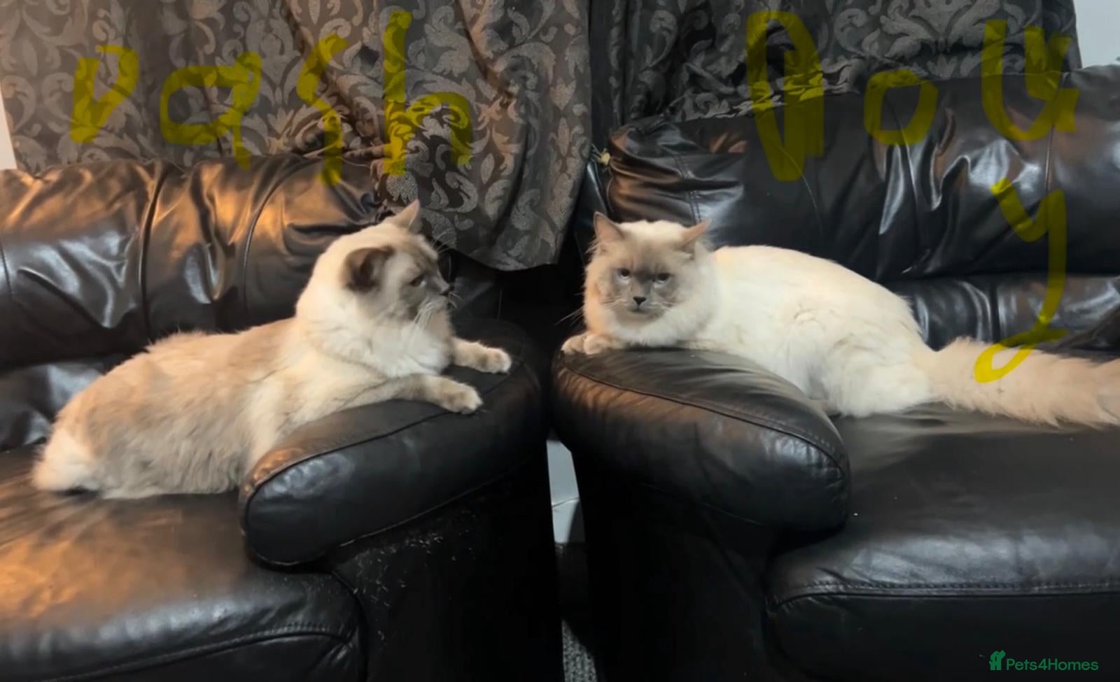 Scottish Fold cats ***OPEN TO OFFERS 2x Male Ragdoll's - Advert 5