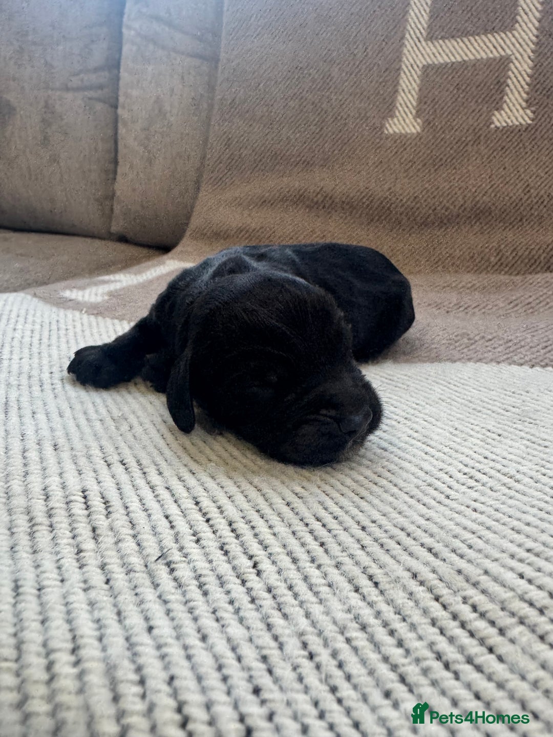 Cocker Spaniel dogs for sale: DNA Health Tested Merle Cocker Spaniel Puppies - Image 7