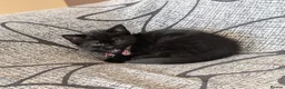 Mixed Breed cats for sale: Kitten  - Advert 14