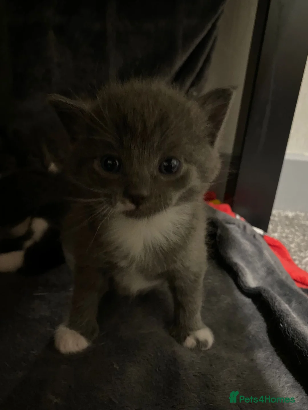 Mixed Breed cats for sale: Adorable kittens in Basildon - Advert 2