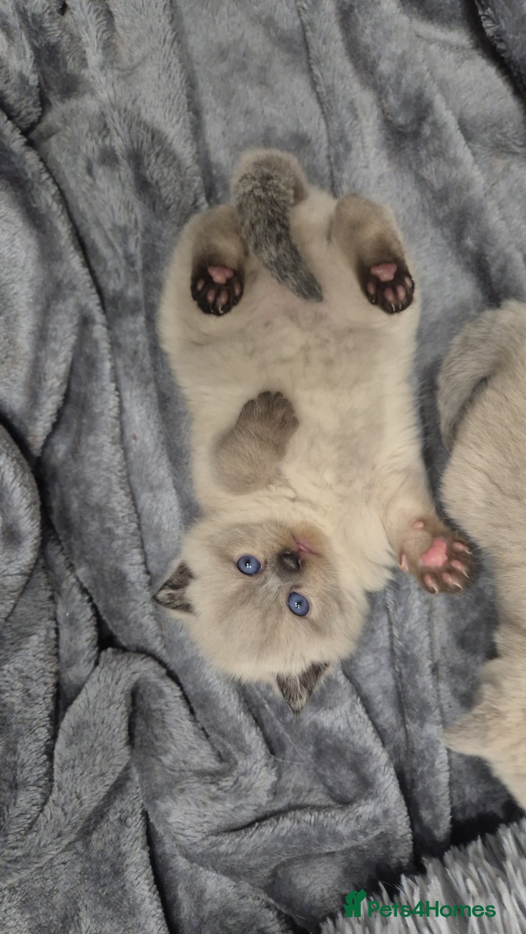 British Shorthair cats for sale: Colour point british short hair  - Image 4