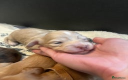 Miniature Dachshund dogs for sale: Red & Shaded Cream! KC Mini Long Haired Dachshunds - Image 18