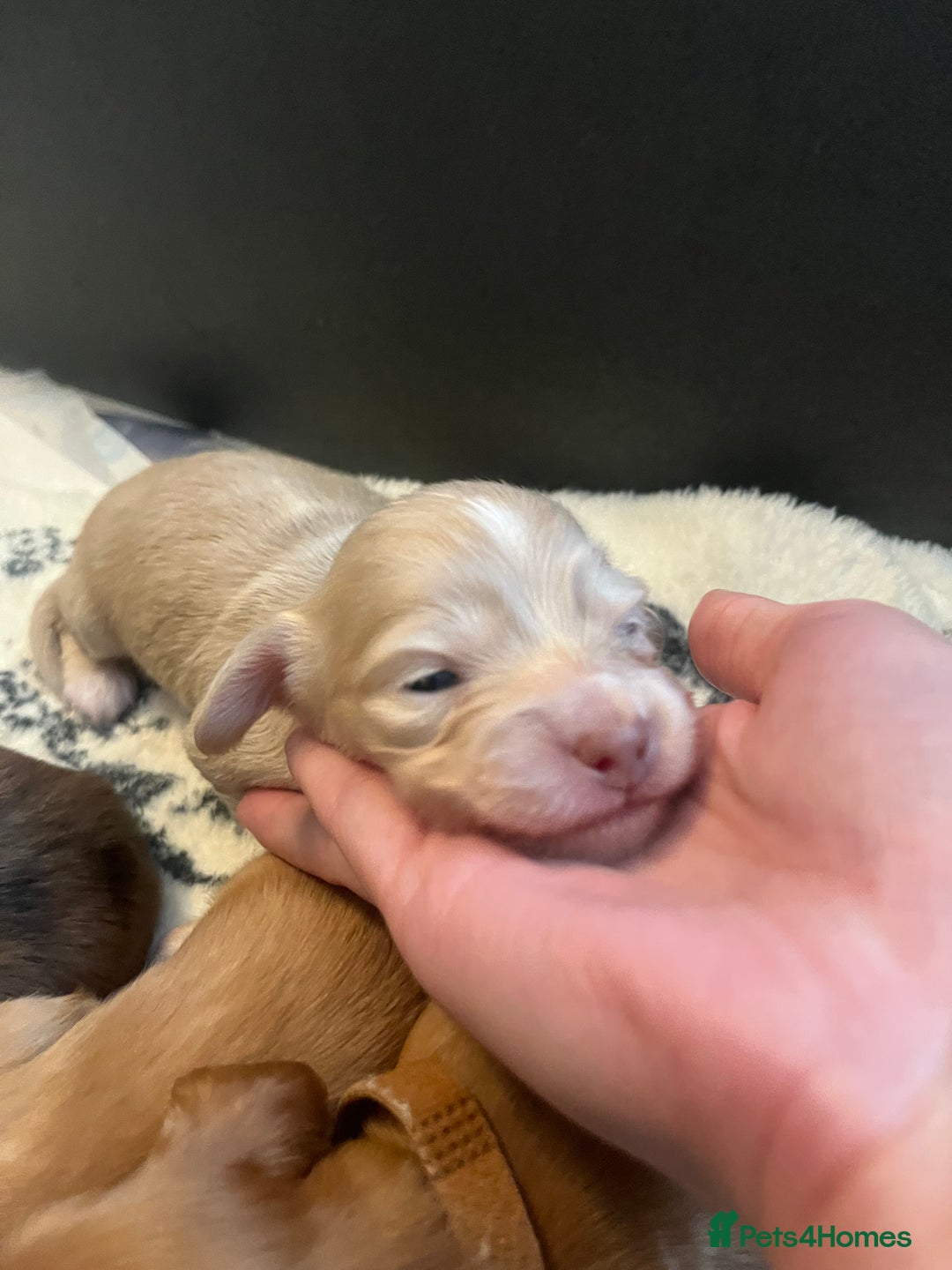 Miniature Dachshund dogs for sale: Red & Shaded Cream! KC Mini Long Haired Dachshunds - Image 18