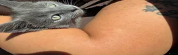 Domestic Shorthair cats for sale: kitten for sale  in Tilbury - Advert 4