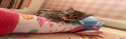 Scottish Fold cats for sale: 2 kittens left available  - Advert 7
