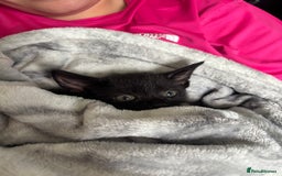 Domestic Shorthair cats for sale: Beautiful black baby boy - Image 1