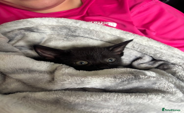 Domestic Shorthair cats - Advert 1
