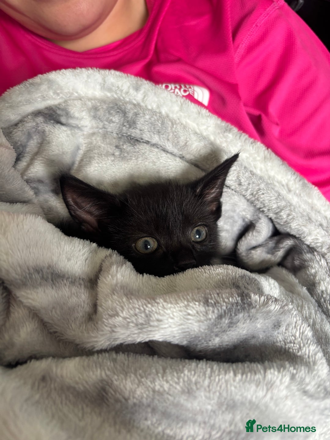 Domestic Shorthair cats for sale: Beautiful black baby boy - Image 1