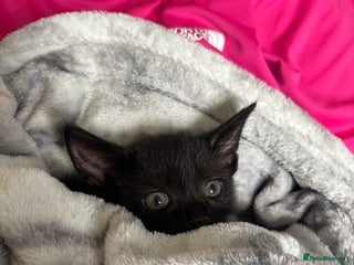 Domestic Shorthair cats - Advert 27