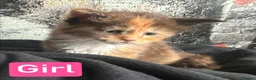 Maine Coon cats for sale: TICA Registered Maine Coon Kittens Polydactyl.  - Advert 5