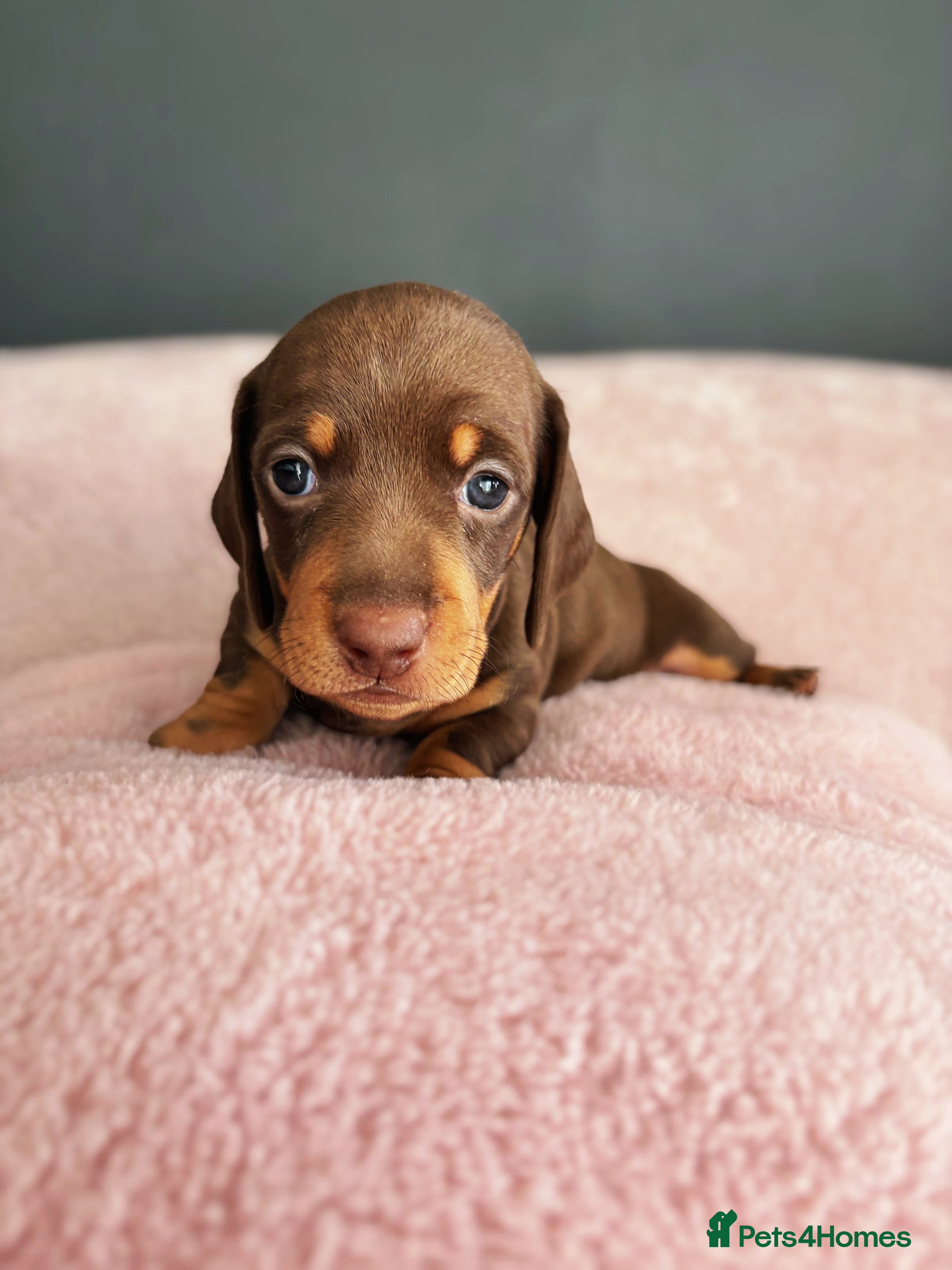 Miniature Dachshund dogs 🐾 Miniature Dachshund Puppies for Sale! 🐾 - Advert 10