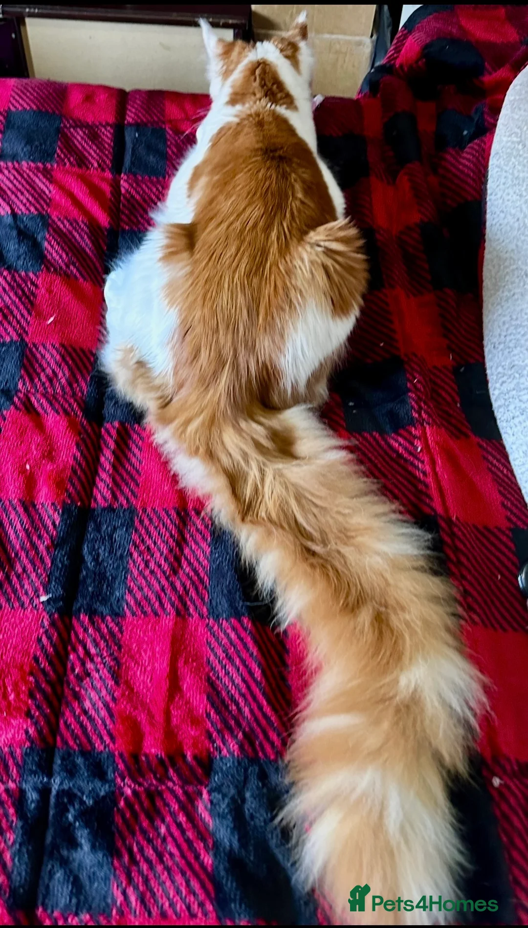 Maine Coon cats for stud: GCCF Registered MAINECOON for STUD IN MANSFIELD. - Advert 2