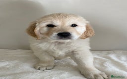 Golden Retriever dogs for sale: Fluffy Cream & Gold Golden Retriever Puppies - Image 35