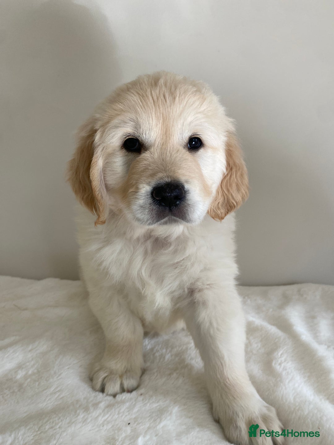 Golden Retriever dogs for sale: Fluffy Cream & Gold Golden Retriever Puppies - Image 35