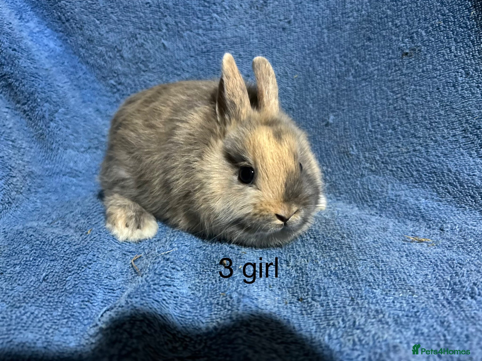 Netherland Dwarf rabbits Baby Netherland dwarf rabbits  - Advert 1