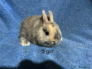 Netherland Dwarf rabbits Baby Netherland dwarf rabbits - Advert 2