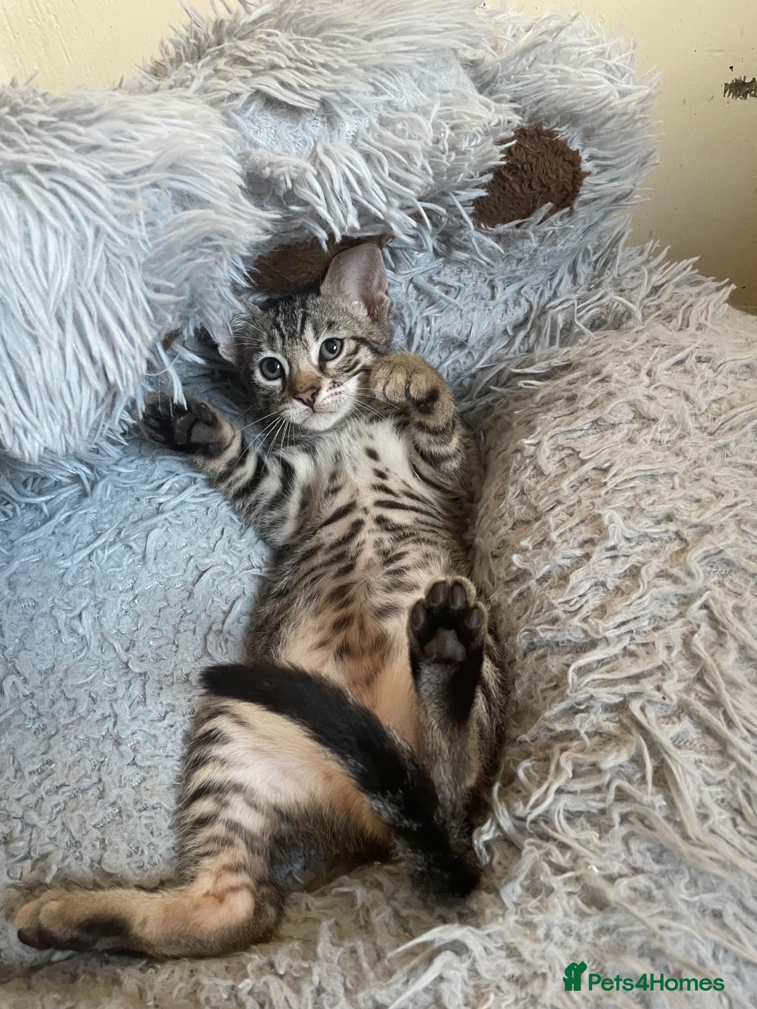 Bengal cats ❤️I AM THE LAST1  SO PLAYFUL & DOG FRIENDY ❤️ - Advert 17