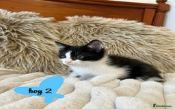Mixed Breed cats for sale: 🏆Kittens for Sale🏆  - Image 1