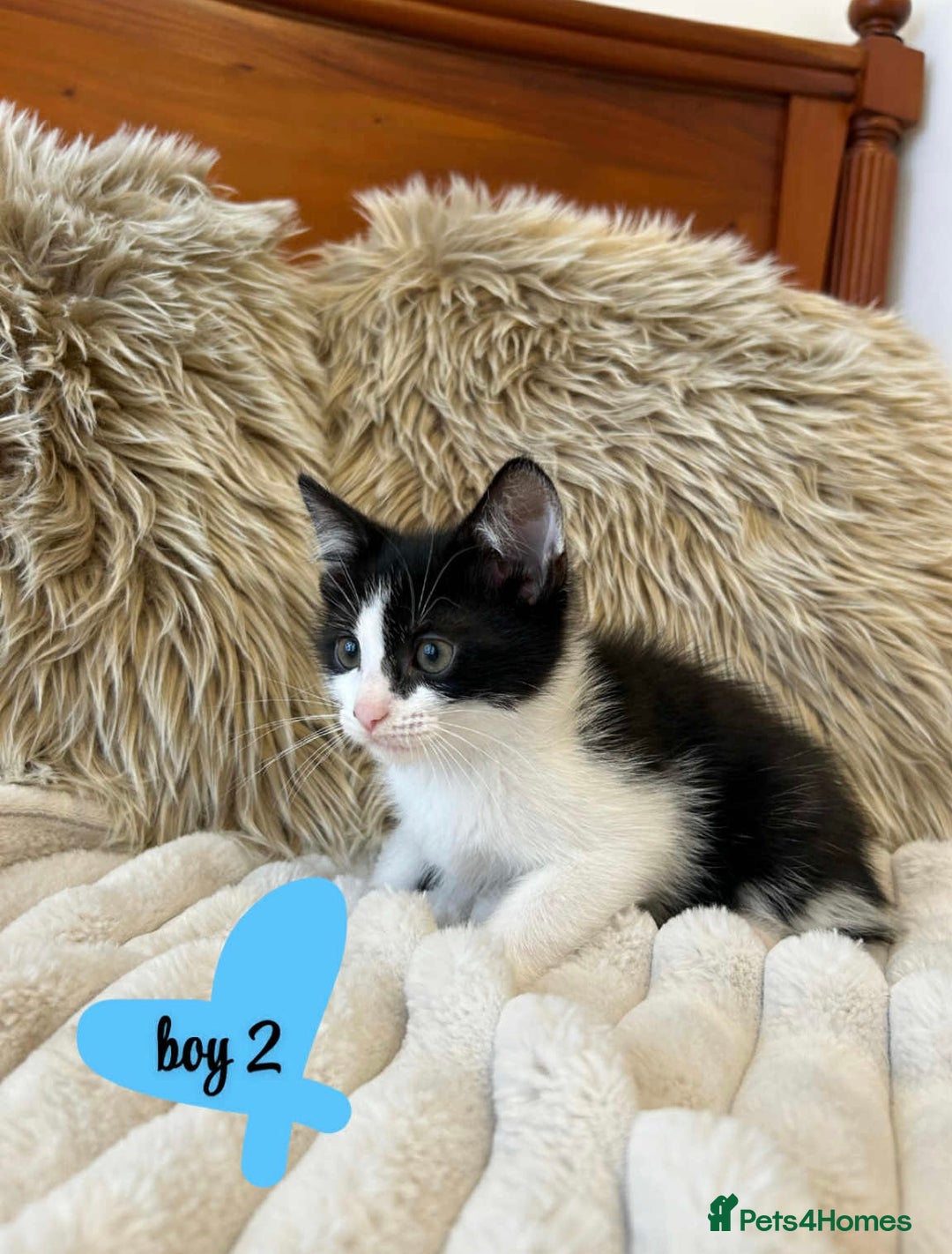 Mixed Breed cats for sale: 🏆Kittens for Sale🏆  - Image 1