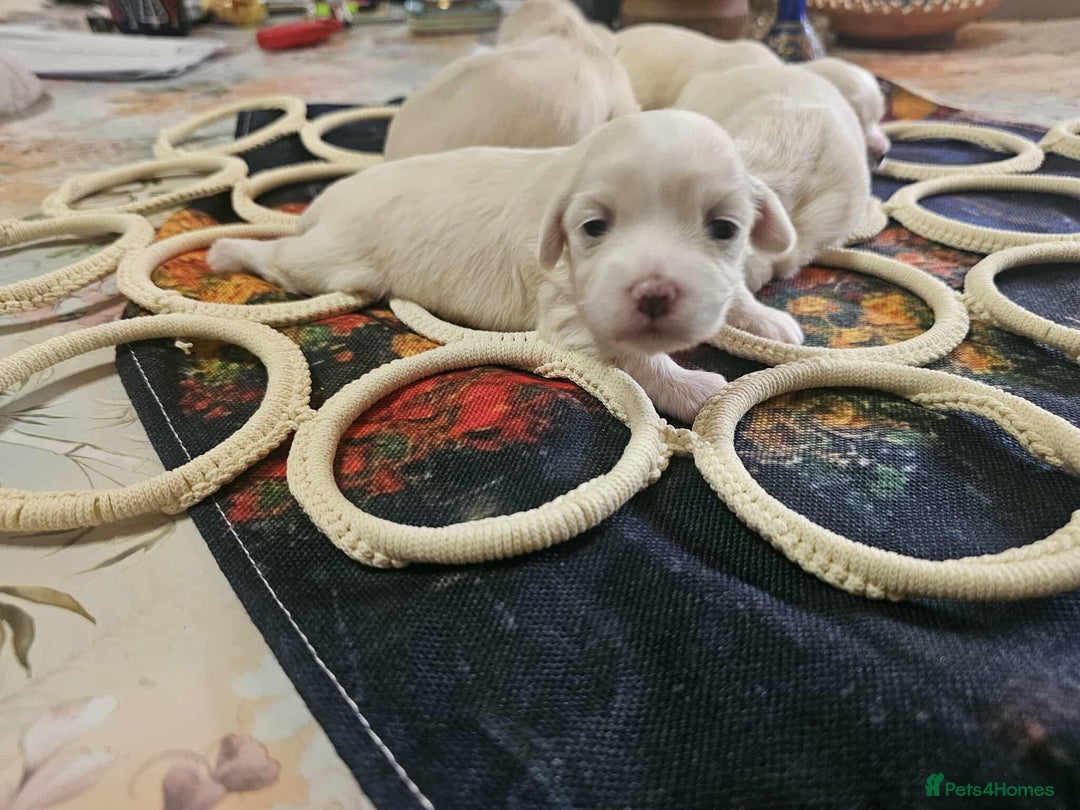 Maltese dogs for sale: 4 puppies bichons maltese - Image 4