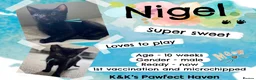Domestic Shorthair cats for sale: Kittens & cats for adoption  - Advert 5