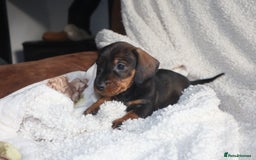 Dachshund dogs for sale: Dachshund puppies available now💙❤️ - Image 1