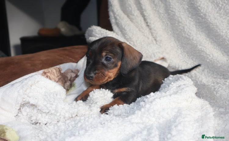 Dachshund dogs - Advert 15