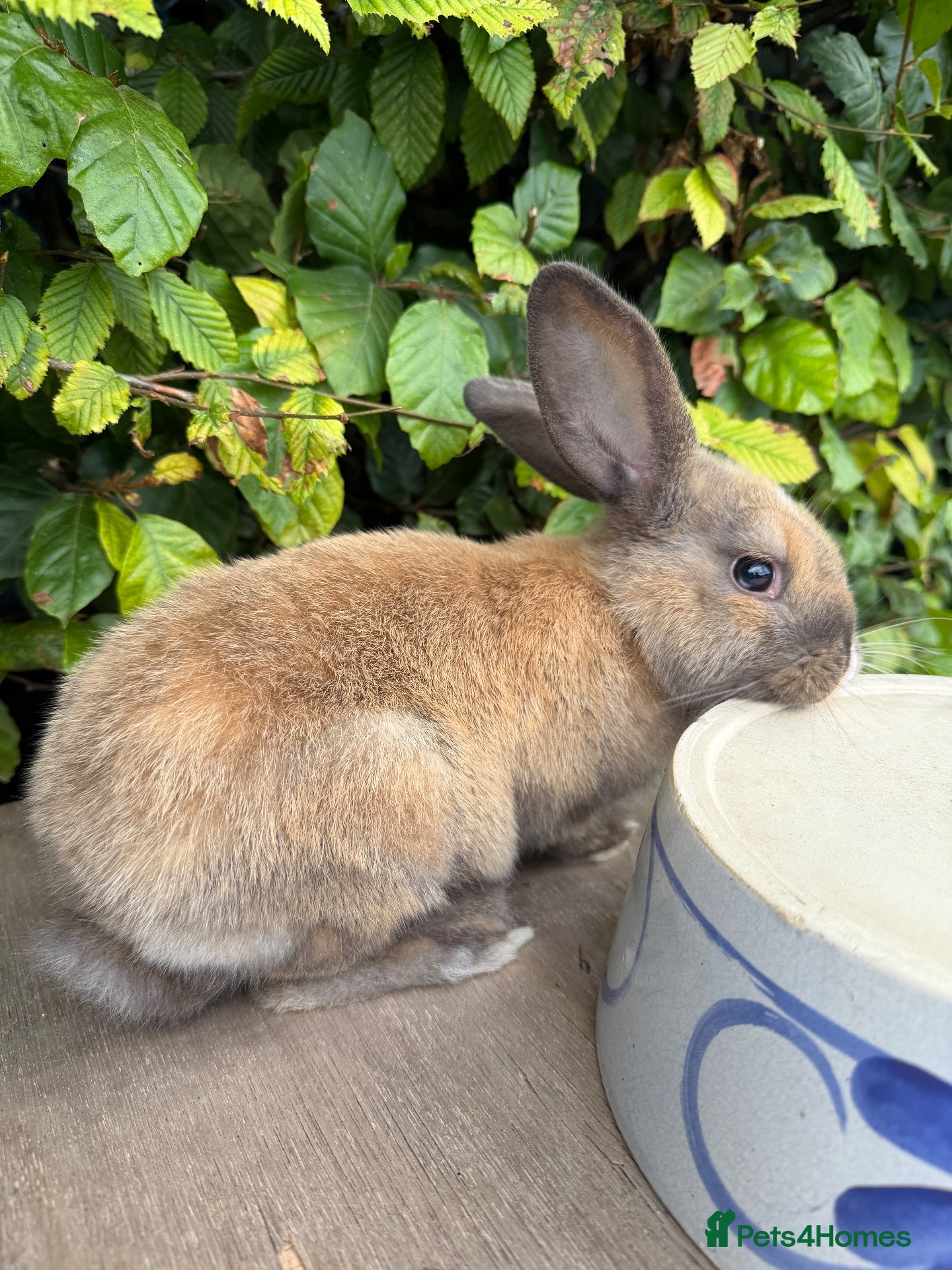Mixed Breed rabbits Lovely Rabbit Looking for a New Home - Advert 1