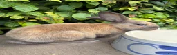 Mixed Breed rabbits for sale: Lovely Rabbit Looking for a New Home - Advert 1