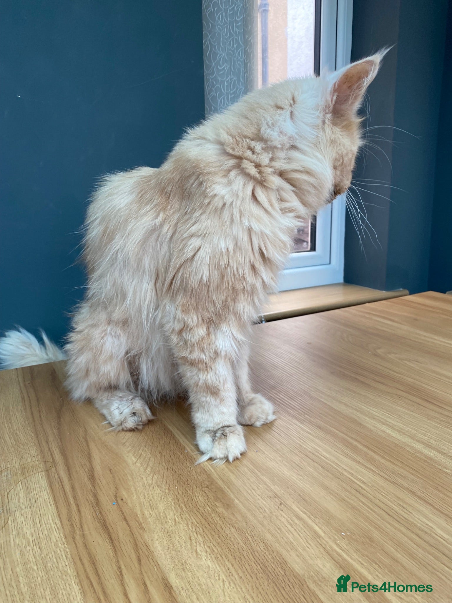 Maine Coon cats 💙 TICA ®️ Proven -  Red Smoke/ White Maine Coon  - Advert 2