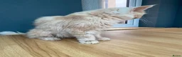 Maine Coon cats for sale: 💙 TICA ®️ Proven -  Red Smoke/ White Maine Coon  - Advert 3