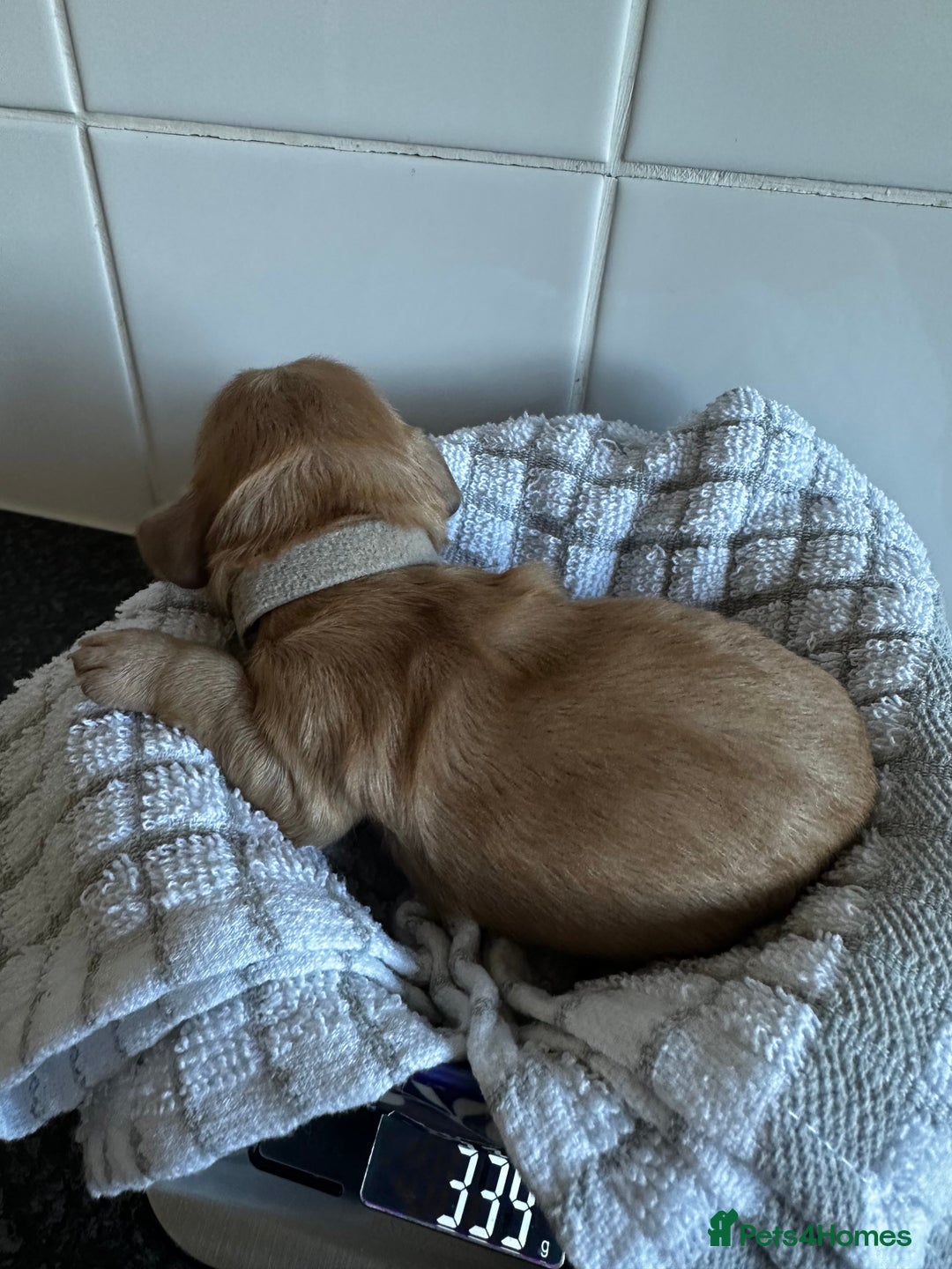 Cockapoo dogs for sale: Red & Apricot Cockapoo puppies  - Advert 15