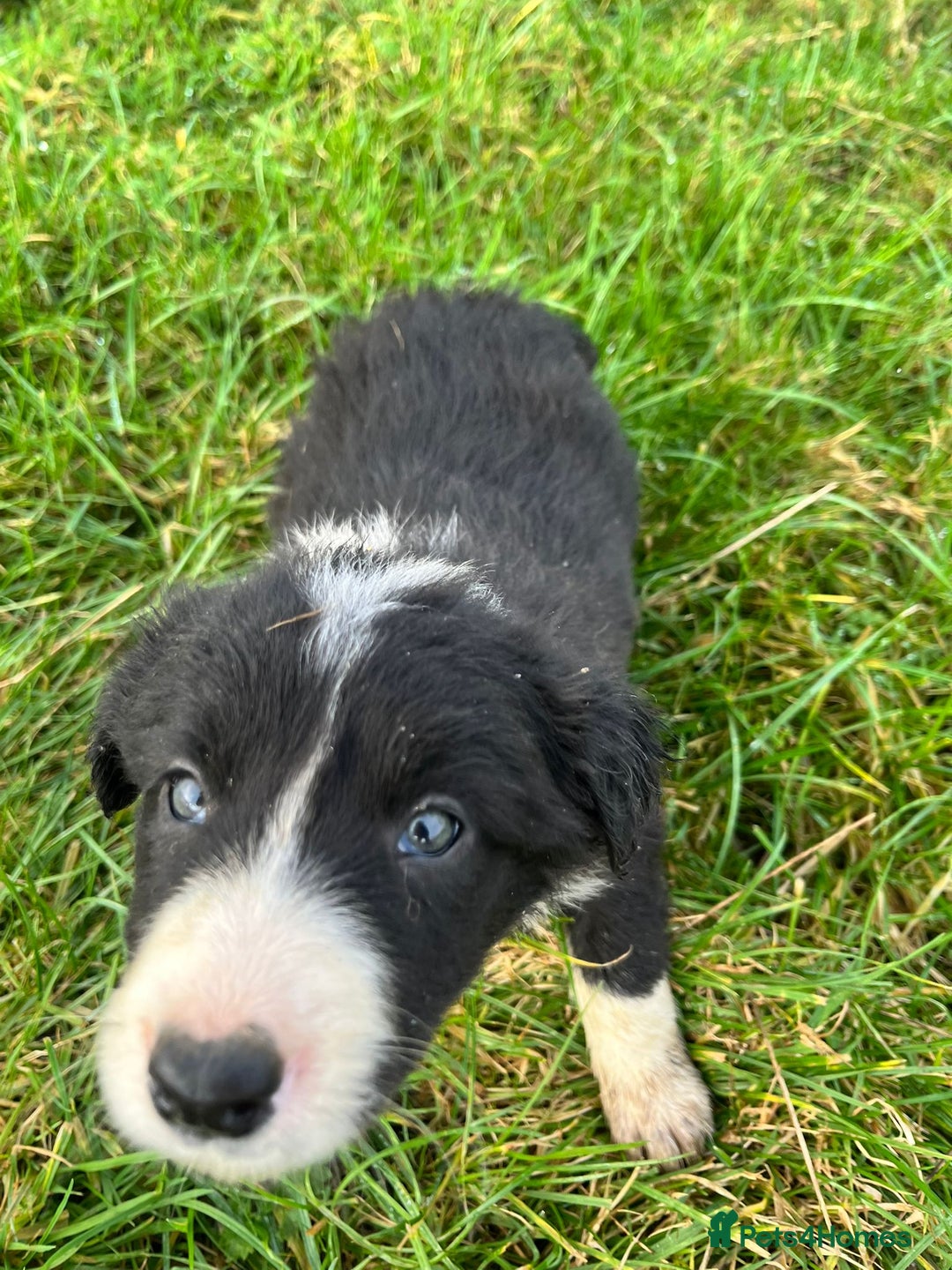 Border Collie dogs for sale: Border Collies - available for  **  - Advert 6