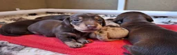 Miniature Dachshund dogs for sale: 🐾❤️ KC Reg Smooth Haired Miniature Dachschund  - Advert 7