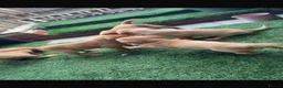 Labrador Retriever dogs for sale: Yellow Labradors  - Advert 11