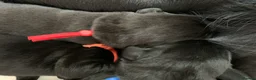 Labrador Retriever dogs for sale: Gorgeous KC Registered black Labrador puppies - Advert 5