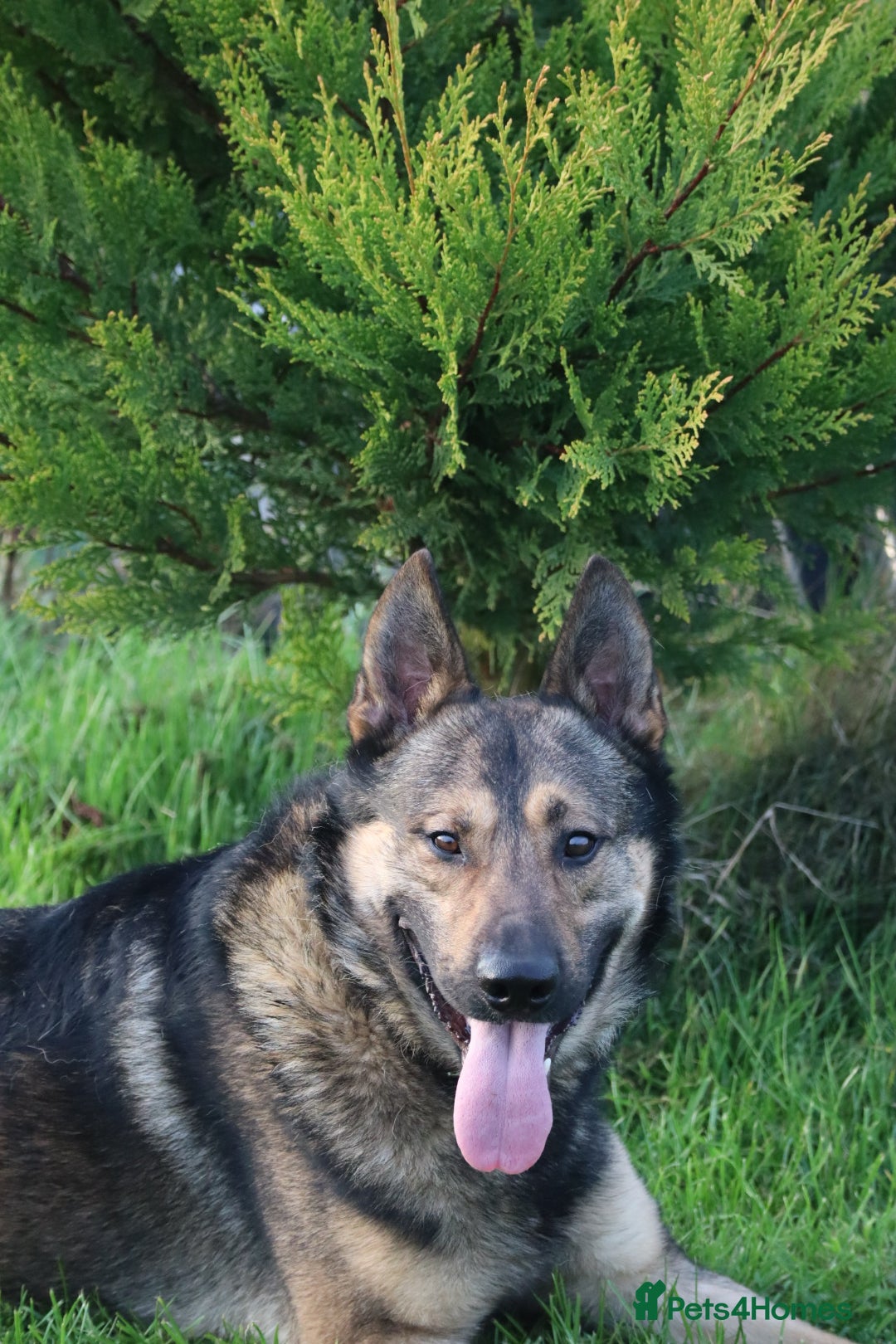 German Shepherd dogs Trained family dog - Advert 1