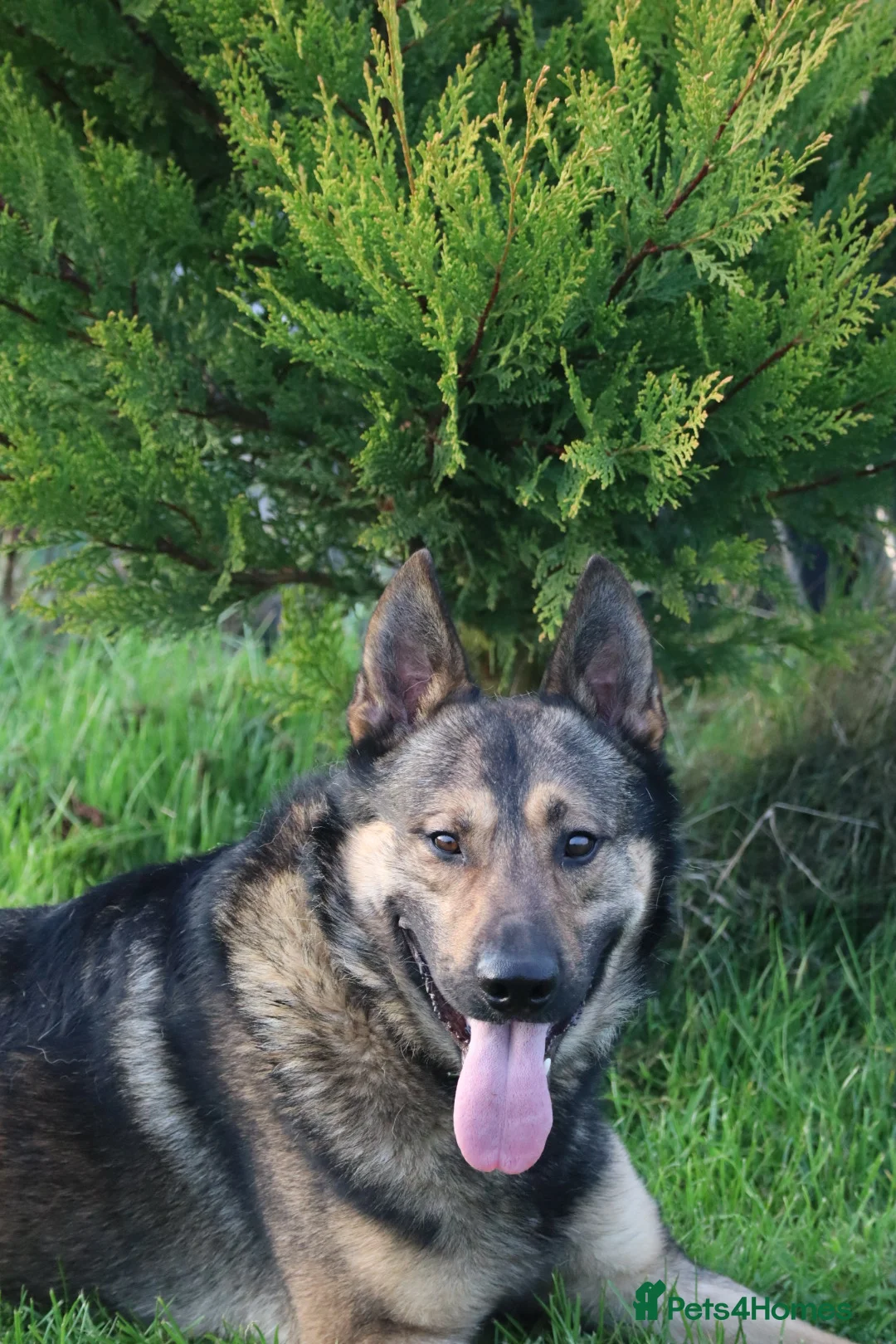 German Shepherd dogs for sale: Trained family dog - Advert 1