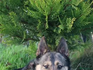 German Shepherd dogs Trained family dog - Advert 1