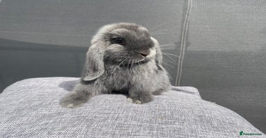 Mini Lop rabbits - Advert 2