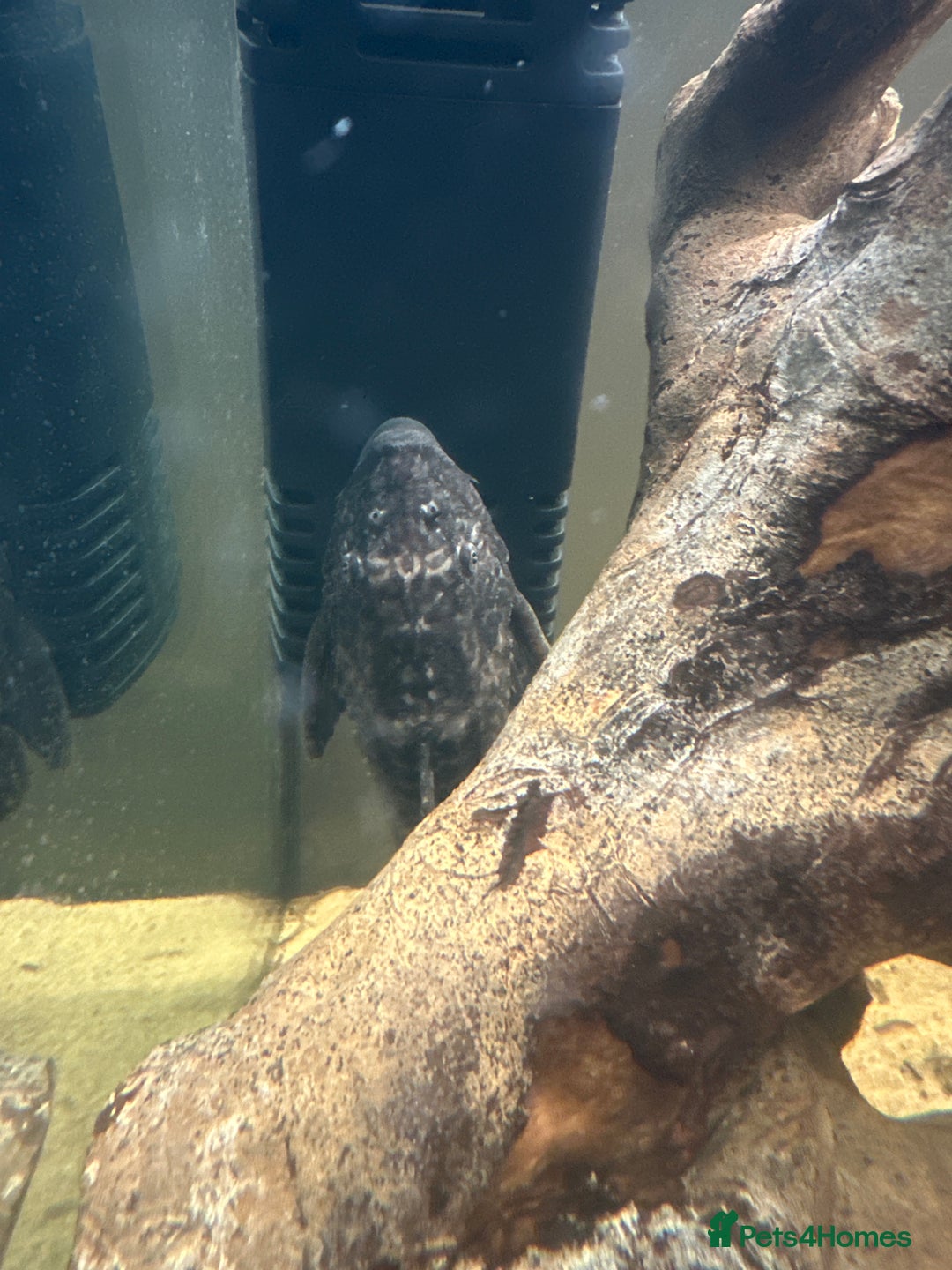 Plecos fish for sale: Pleco free to good home - Advert 1