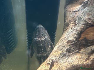 Plecos fish Pleco free to good home - Advert 1