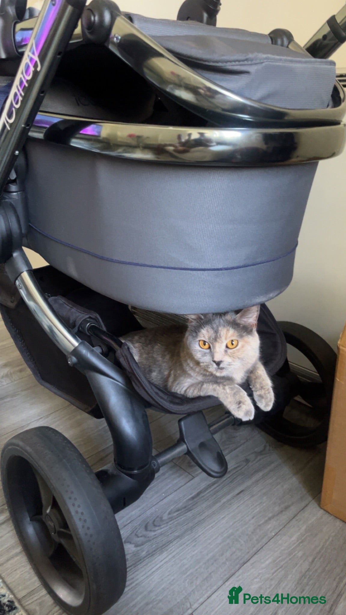 British Shorthair cats Tortie Female bsh  - Advert 2