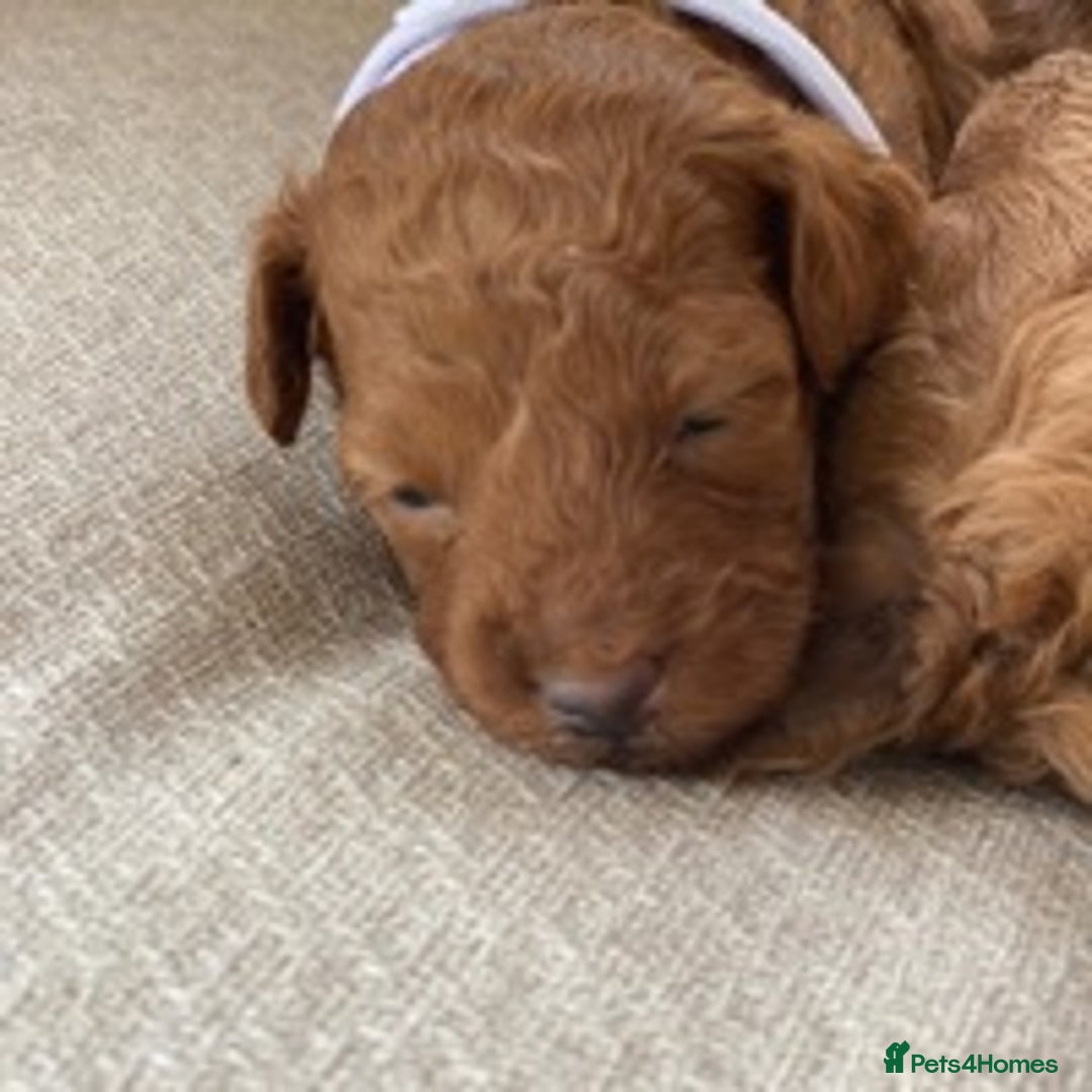 Toy Poodle dogs for stud: EXTENSIVELY HEALTH TESTED TOY POODLE STUD TYSON🌹 in Sheerness - Advert 3