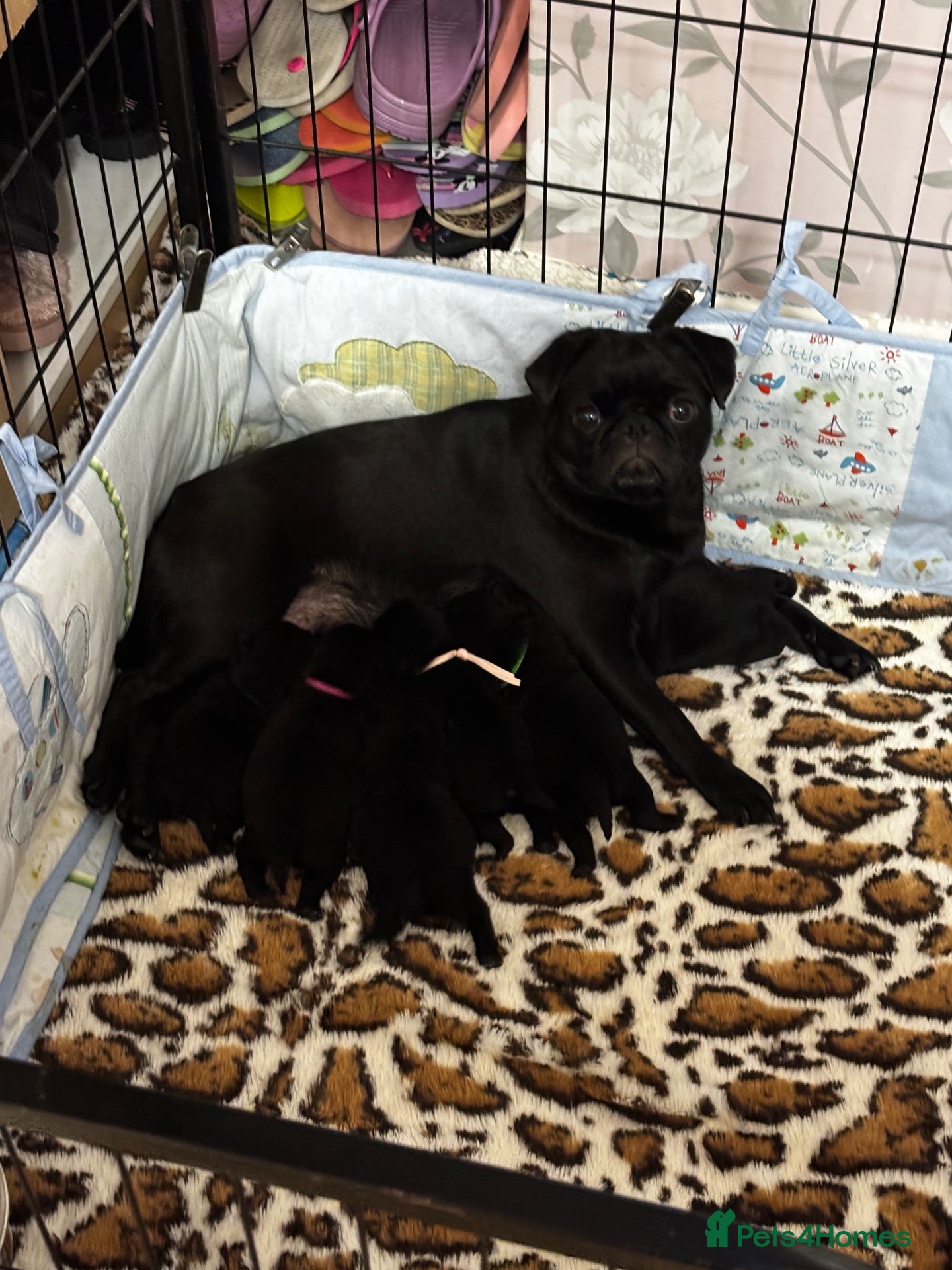 Pug dogs KC reg pug puppies Puglicious - Advert 2