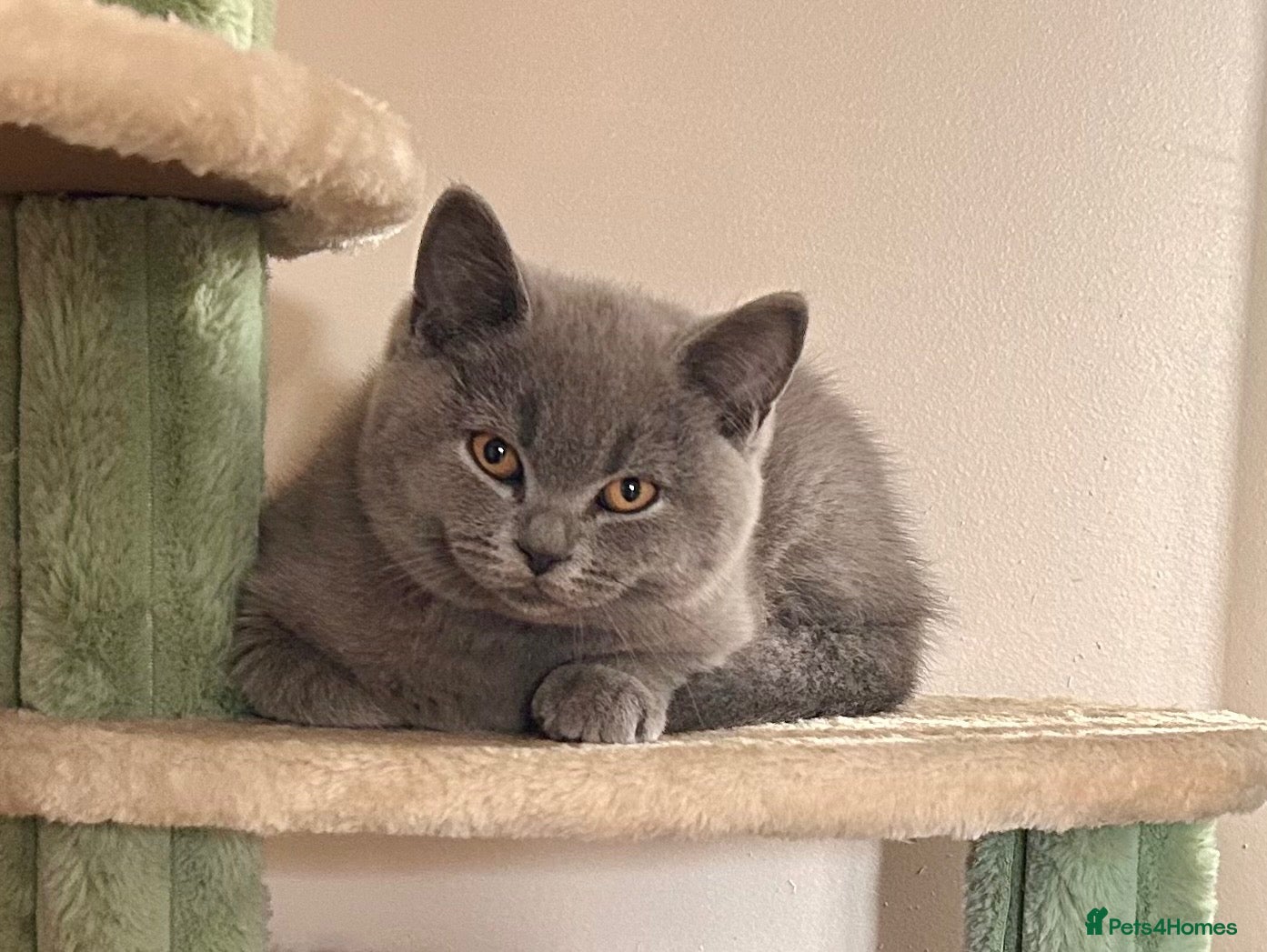 British Shorthair cats Tica Registered British Shorthair Kittens - Advert 2