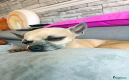 Chihuahua dogs for sale: Chihuahua girls 🩷🩷🩷 - Advert 14