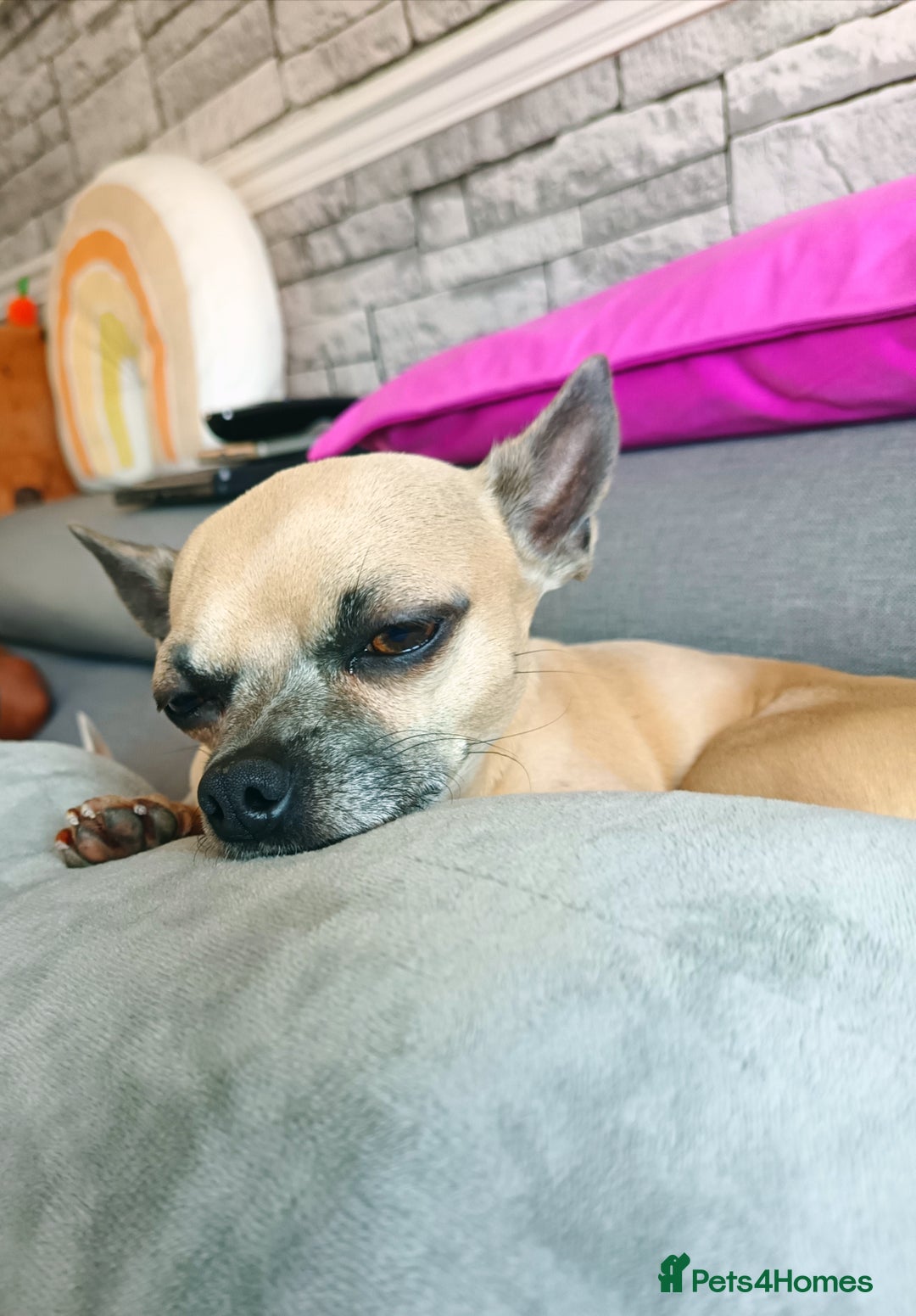 Chihuahua dogs for sale: Chihuahua girls 🩷🩷🩷 - Advert 14