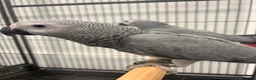 Parrots birds for sale: Hand Reared Baby African Greys  - Advert 2