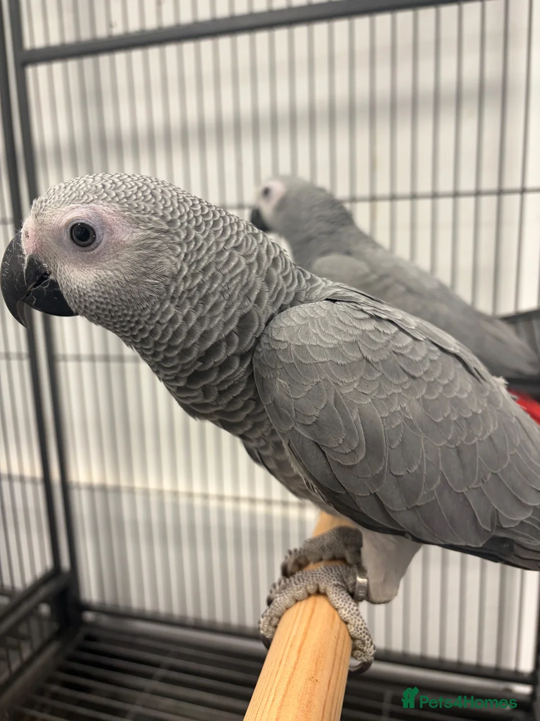 Parrots birds for sale: Hand Reared Baby African Greys  - Advert 2